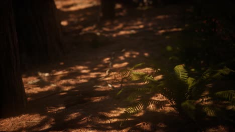 early morning sunlight in the sequoias of mariposa grove