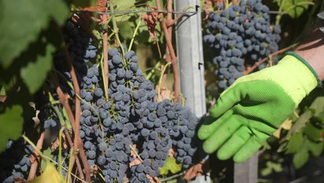 primer plano en cámara lenta de la cosecha de uvas syrah shiraz de un viñedo