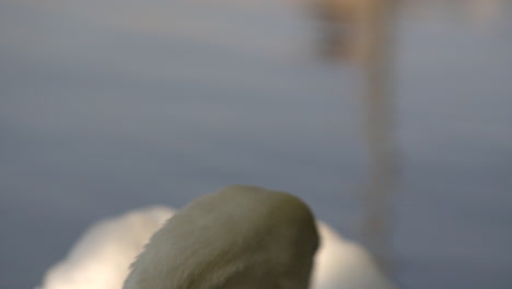 extreme closeup of a white swan swimming in the lake