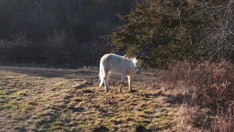 Pferd-Im-Feld-Zur-Goldenen-Stunde