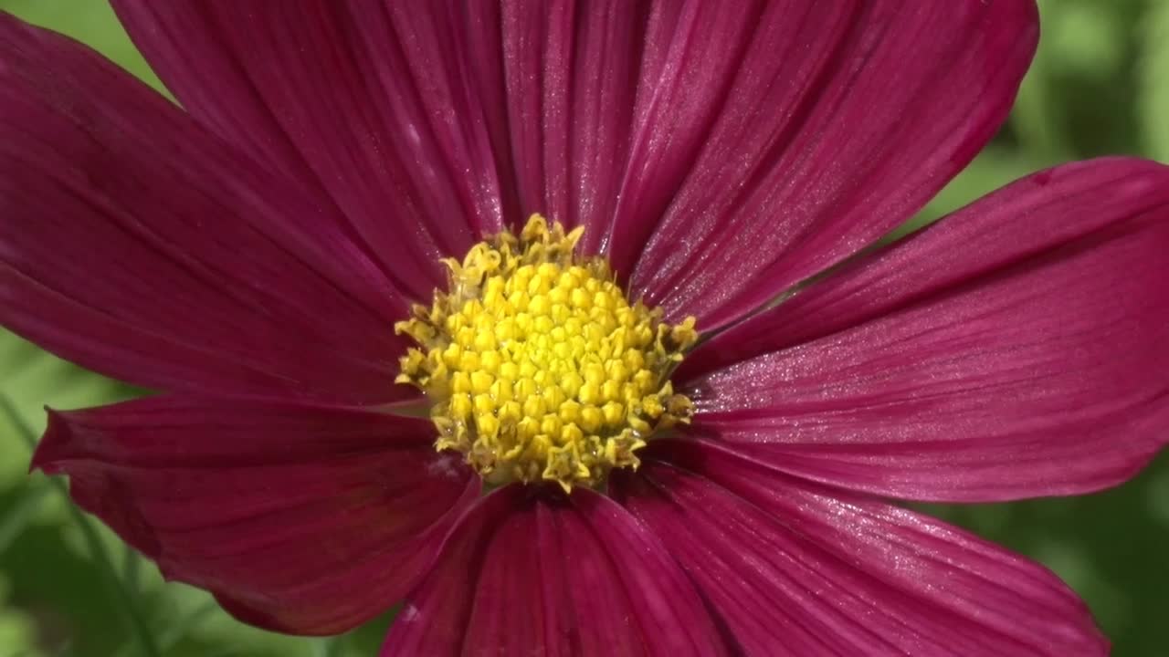 el cosmos, el cosmini rojo, el primer plano de la flor.