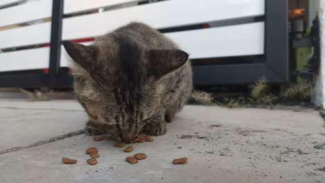 a street cat is eating cat food that has been processed into a pallet. the cat eats it with appetite.