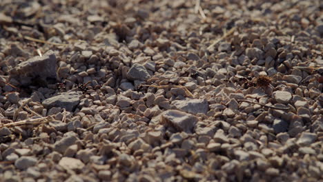 ants struggle to carry fluffy ball of leaf matter across complex rock landscape