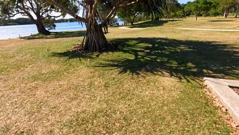 tree casting shadow near water in park