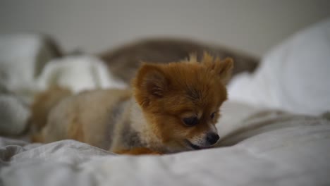 hermoso cachorro pomerania