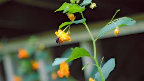 a slow-motion shot of a bumble bee crawling into a spotted jewelweed flower