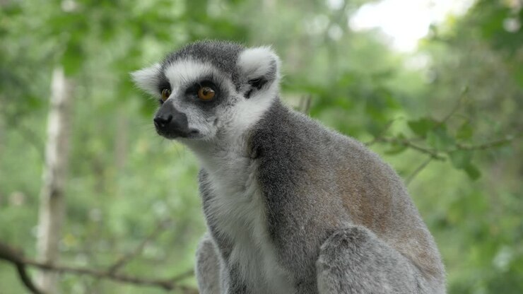 Primo piano di un lemure dalla coda ad anelli (Lemur catta), Apehnheul, Apeldoorn, Paesi Bassi