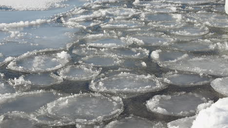 round pancakes of ice bob on surface of baltic sea water in winter