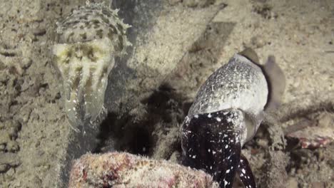 male and female cuttlefish during courtship swim net to each other