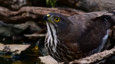 the crested goshawk is one of the most common birds of prey in asia and belonging to the same family of eagles, harriers