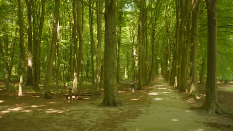 walking in closed forest on sunny day