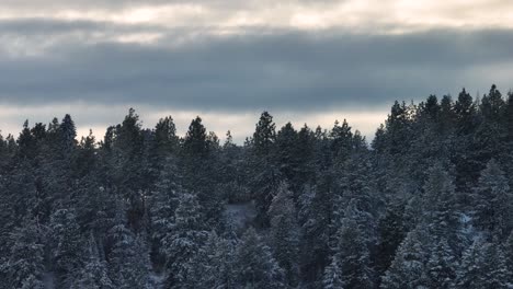 Bosque-Siempre-Verde-Nevado-Con-Hermosa-Puesta-De-Sol-De-Invierno-En-La-Distancia,-Imágenes-Aéreas