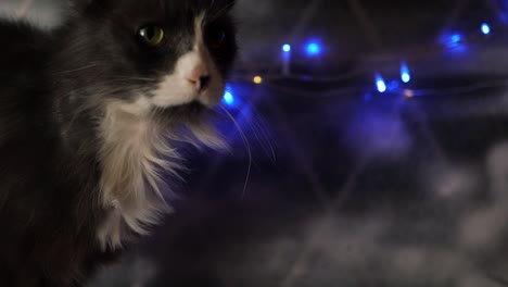 cat in a window with christmas lights in the background