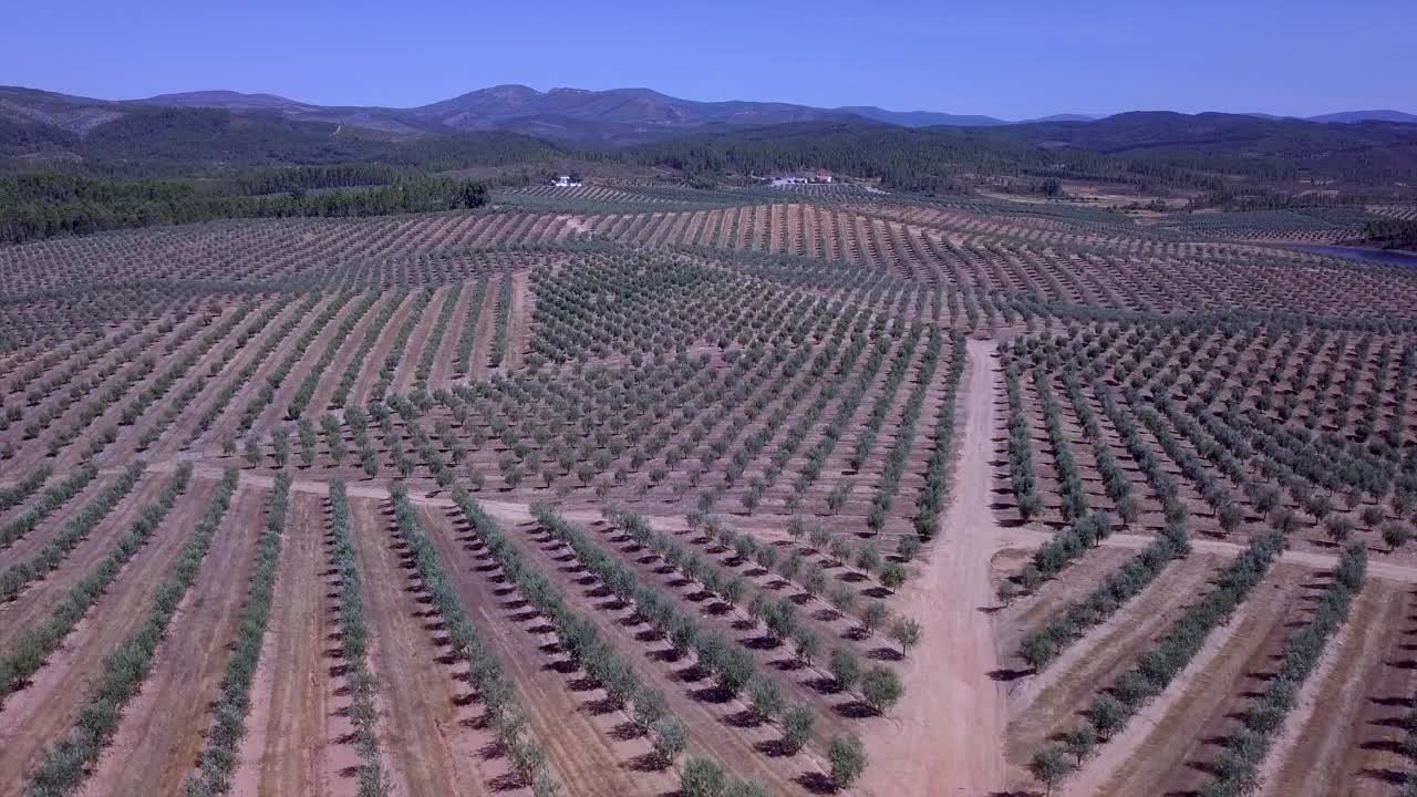olivos ver imágenes aéreas de drones