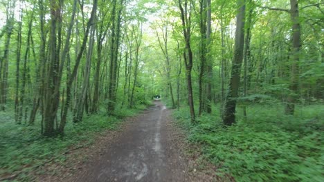 beautiful drone shot flying in a  forest path, with a man at the end of it.