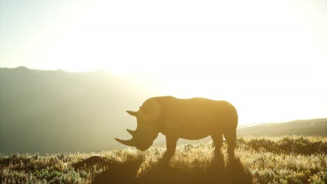 Nashorn-Steht-Bei-Sonnenuntergang-Im-Offenen-Gelände