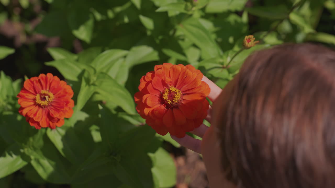 bambino che annusa fiori di zinnia arancioni in giardino, primo piano illuminato dal sole di vivaci petali e foglie verdi, mano delicata che si protende verso la fioritura, atmosfera estiva all'aperto con ombre morbide e texture naturali