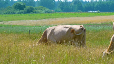 cows grazing in a green pasture