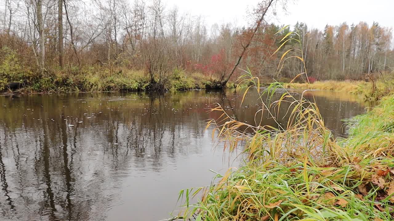 A calm river flows through an autumnal forest, surrounded by tall grass and leafless trees reflecting on the water’s surface under an overcast sky