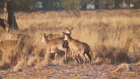 young red deer chasing each other frosty winter morning slow motion