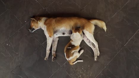 a brown street dog lying nursing her big hungry puppy