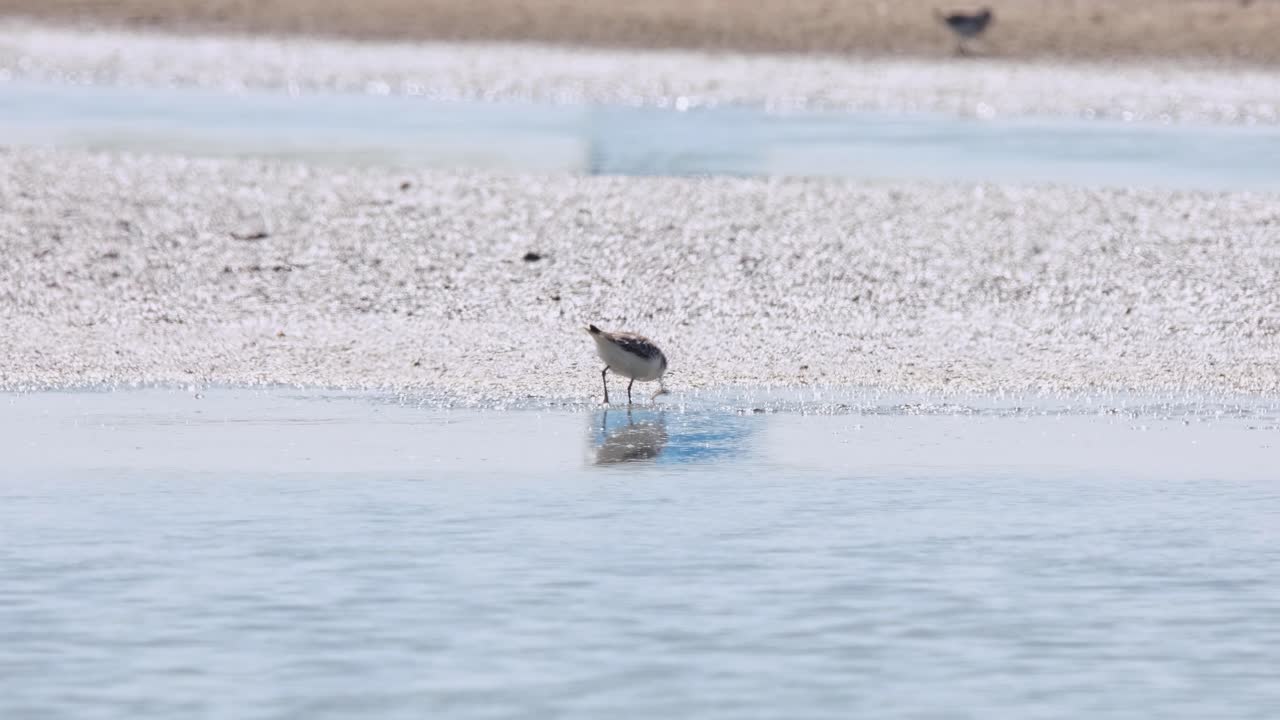 Foraging at the edge of a mud bar at a saltpan, Spoon-billed Sandpiper Calidris pygmaea, Thailand