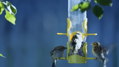 a serene and captivating scene of various bird species gathering at a bird feeder, showcasing their vibrant colors and diverse behaviors