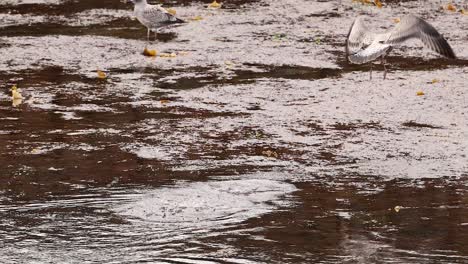 a seagull lifts off from the water surface