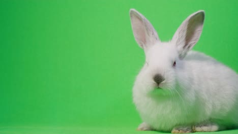 white rabbit on green screen