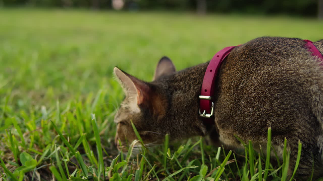 Small pretty cat walking in the park with young woman owner. Close-up of kitty on green grass. Nature