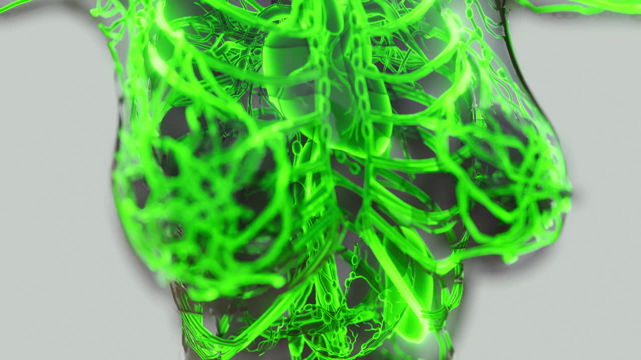 Anatomia das veias e artérias dos vasos sanguíneos no corpo humano