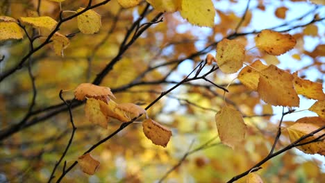 Rama-De-Un-árbol-De-Otoño-Con-Hojas-De-Naranja---Primer-Plano-De-La-órbita