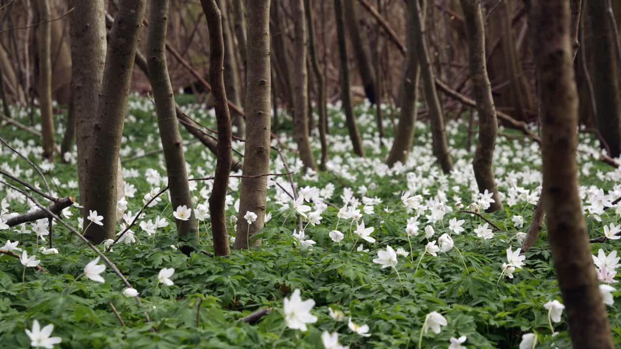 Small white flowers in forest, pan left to right