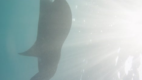 manta ray swims by sun rays at surface, vertical underwater slomo