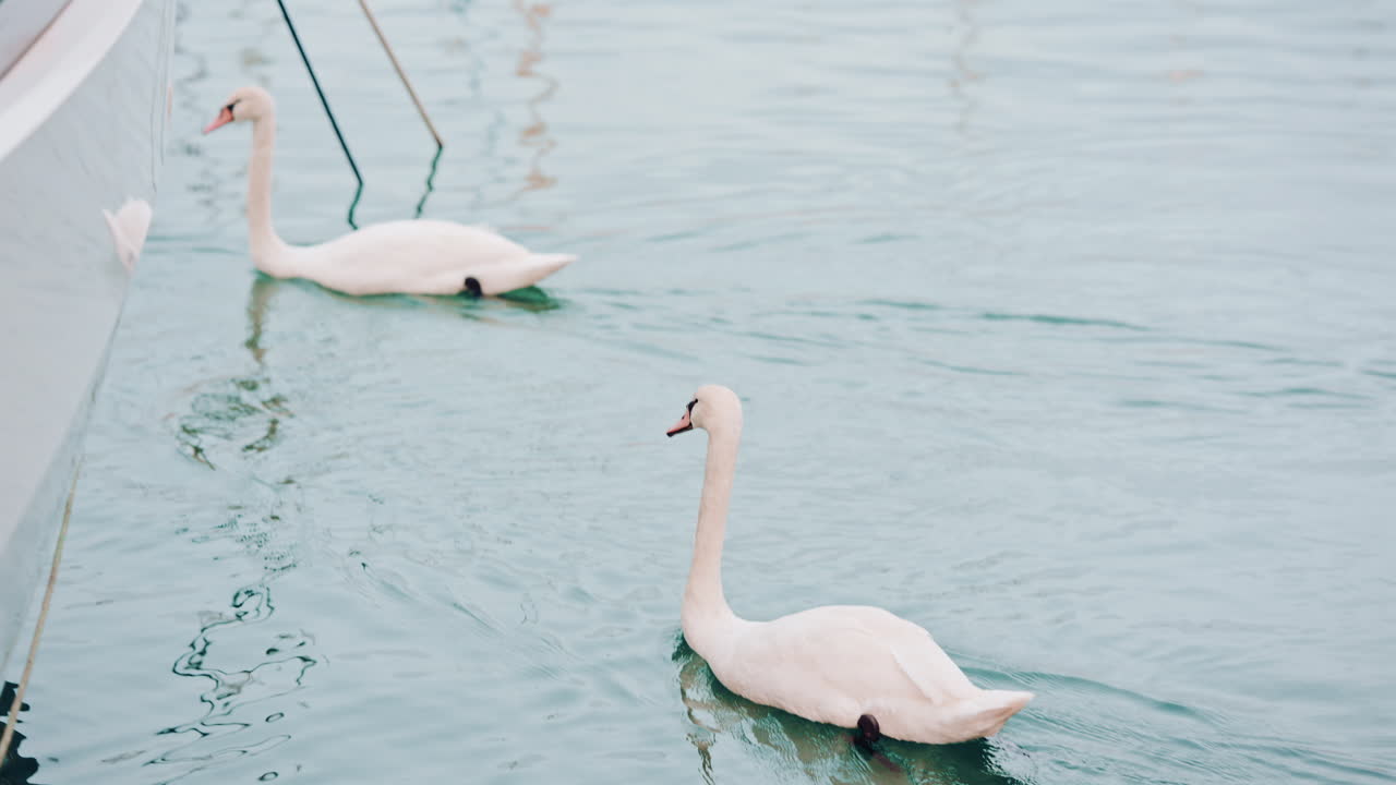 Detailed shot of swans swimming gracefully, creating ripples on smooth blue water