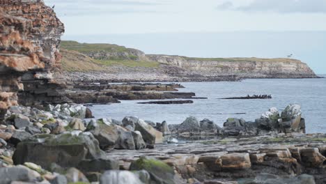 withered rocky cliffs on varranger favored by migrating birds and famous among the bird watchers