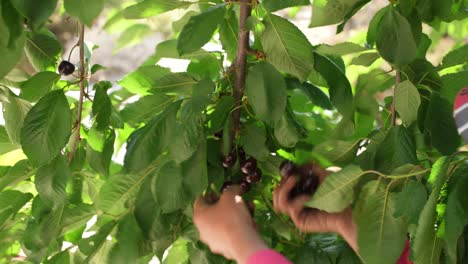 Cherry-picking,-close-up-of-a-child's-hands-picking-cherries-off-the-trees