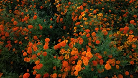 footage of a marigold flower crop in méxico