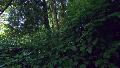 Panning-and-tiliting-shot-of-forest-in-lower-mainland-of-Canada