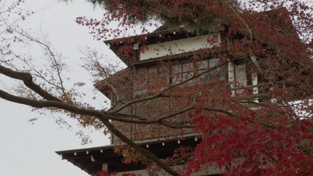 templo japonés en otoño: dosel de hoja roja un templo tradicional bajo un vibrante dosel de hojas rojas de otoño en japón.