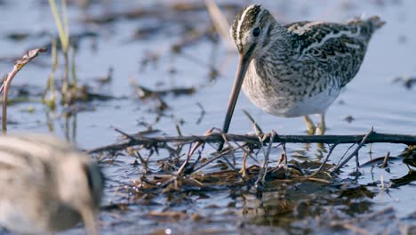 alimentación de agachadiza común comiendo gusanos primer plano durante la migración de primavera humedales de pradera inundada