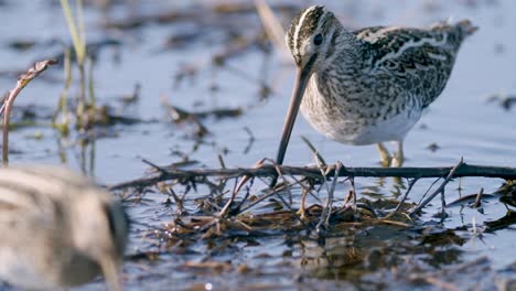 春の移動中にミミズを食べる一般的なシギのクローズアップが浸水した草原の湿地