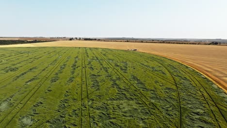 Aeiral-Forward-Shot-Rural-Area-With-Harvested-Corn-Field,-Car-Tracks-on-Green-Ground