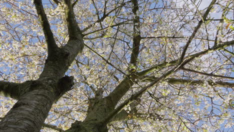 Blossoming cherry tree branches against clear blue sky