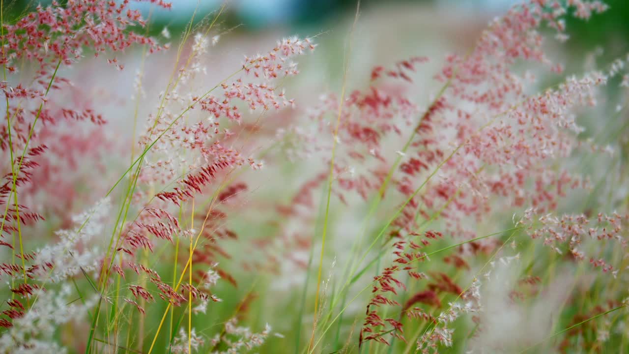 잔디 꽃과 바람과 가운 공기.