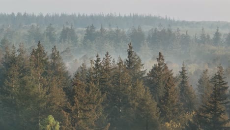 misty forest