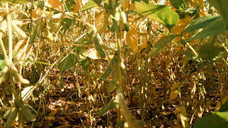 detalles de soja seca en la plantación
