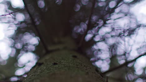 close up view from ground looking up trunk through branches and leaves of evergreen tree growing in forest