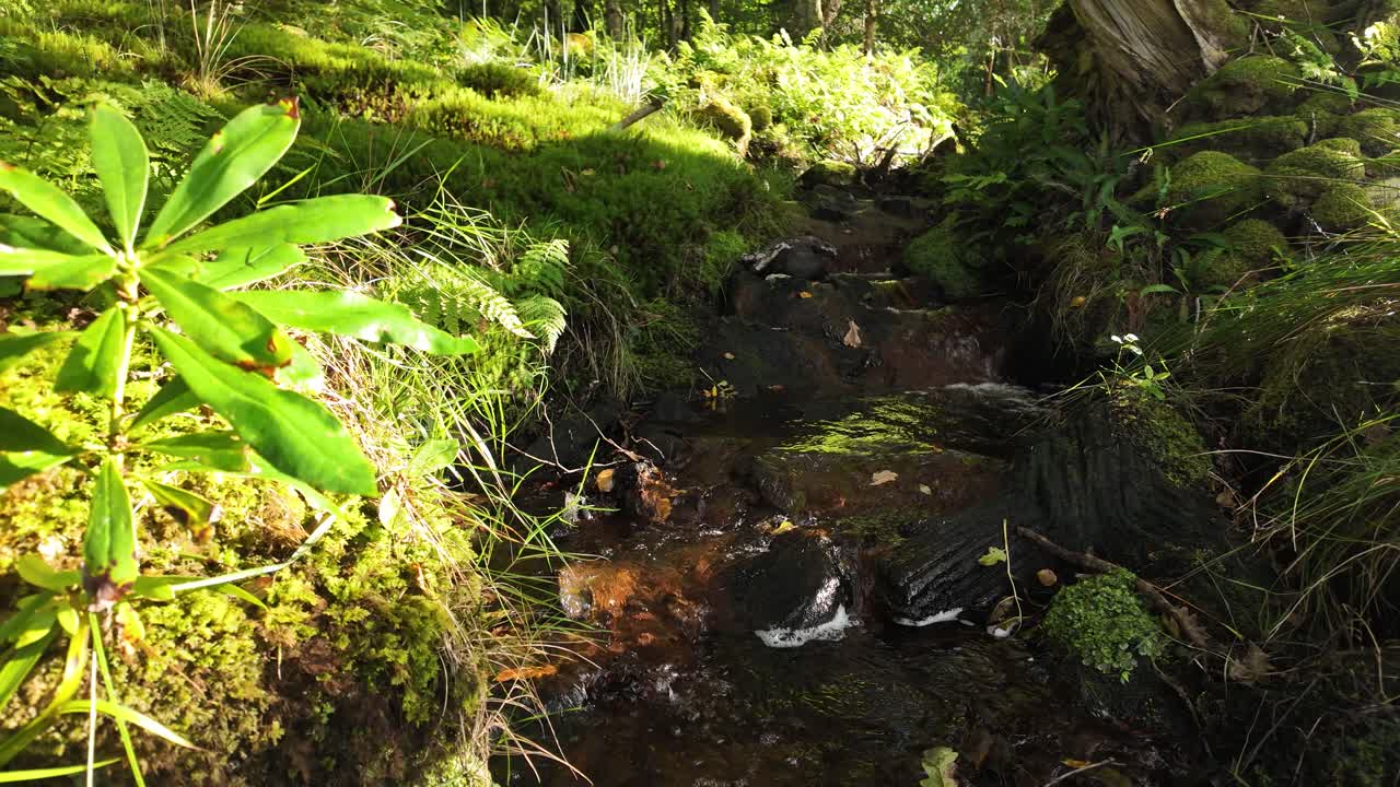 Close up of a wild stream flowing through a lush, green forest floor