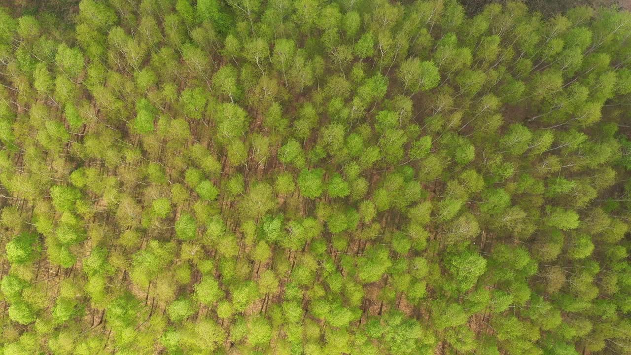 Early autumn in forest aerial top view